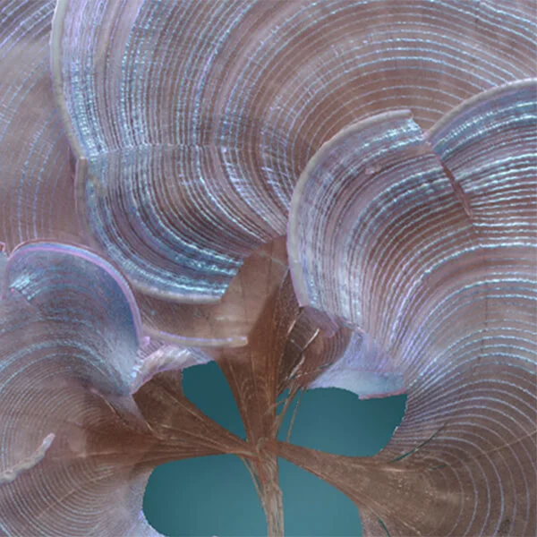 Padina Pavonica