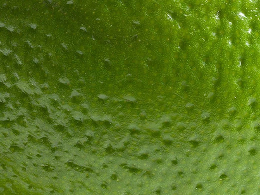 Microalgas rojas